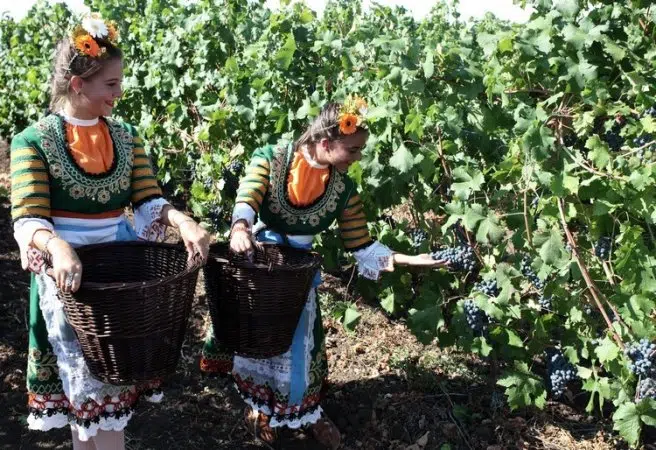 bulgarian grapes