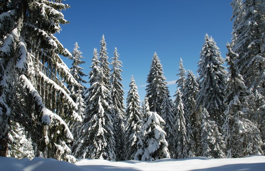 partii ski pamporovo