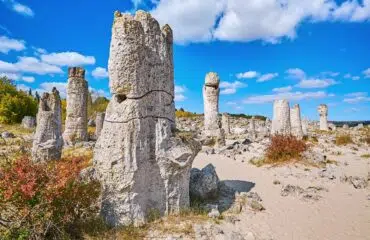 padurea pietrificata