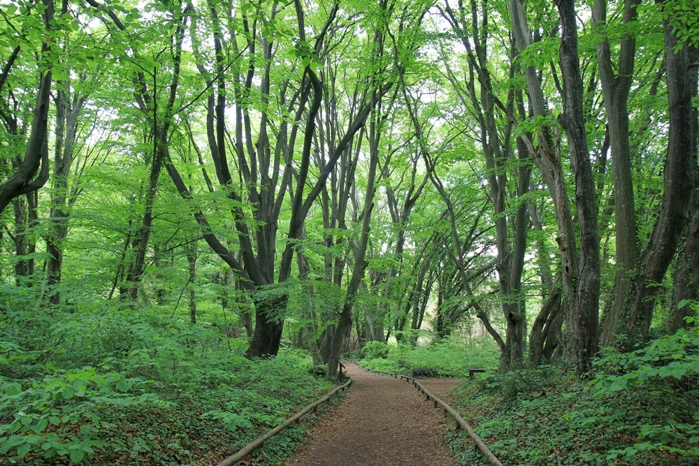 parcul natural nisipurile de aur